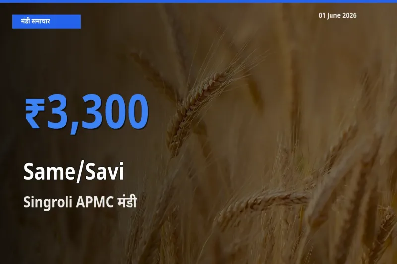 टॉप मंडी बना Singroli APMC! सामा के सबसे ऊँचे दाम यहीं दर्ज