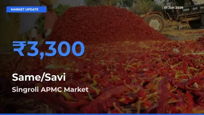 Farmers Prefer Singroli APMC as Same/Savi Hits Highest Rate
