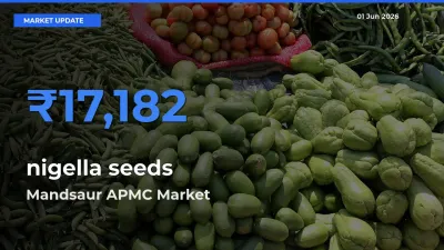 Top Performer! Mandsaur APMC Offers Best nigella seeds Price Today