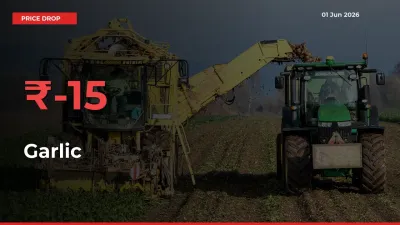 Sharp Fall! Garlic Prices Plunge 15.15% in a Day at Key Mandis
