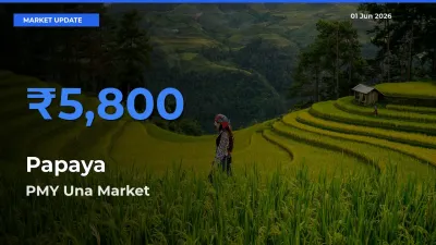 Top Performer! PMY Una Offers Best Papaya Price Today