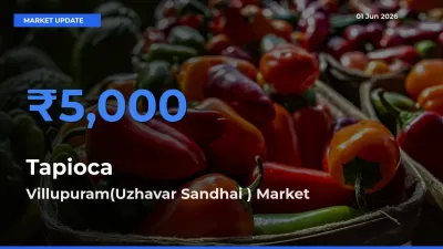 Farmers Prefer Villupuram(Uzhavar Sandhai ) as Tapioca Hits Highest Rate