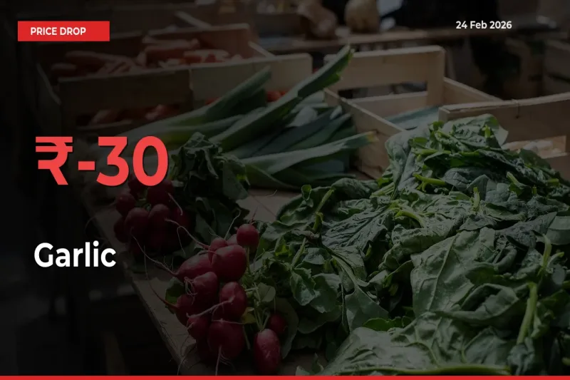Sudden Shock! Garlic Drops 30.18% in 24 Hours at Top Mandis