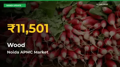 Wood Mandi Rate Surges Today in Noida APMC – Highest Level in 30 Days