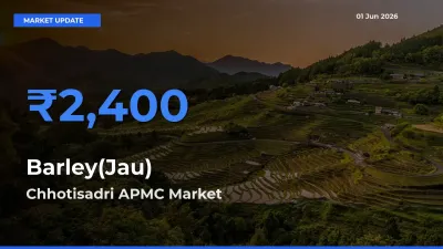 Chhotisadri APMC Emerges as Top Mandi for Barley(Jau) Prices Today