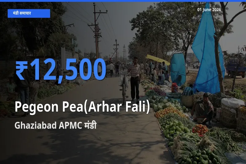आज अरहर फली के सबसे ज़्यादा दाम Ghaziabad APMC मंडी में दर्ज
