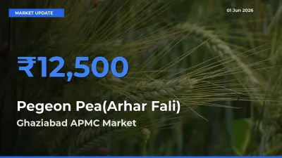 Pegeon Pea(Arhar Fali) Mandi Rate Today: Ghaziabad APMC Tops the List