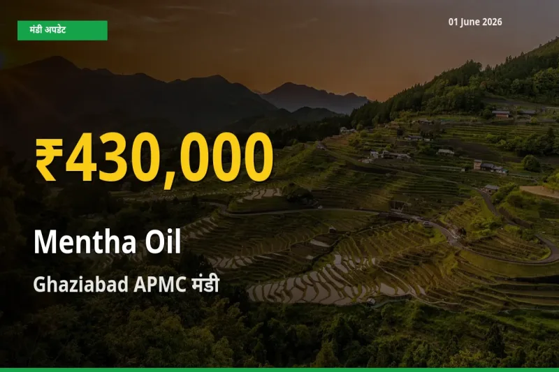 आज Ghaziabad APMC में मेंथा ऑयल के दाम रिकॉर्ड स्तर पर, ताज़ा मंडी भाव जानें