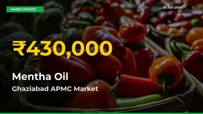 Mentha Oil Price Hits New High in Ghaziabad APMC Today – Check Latest Mandi Rates