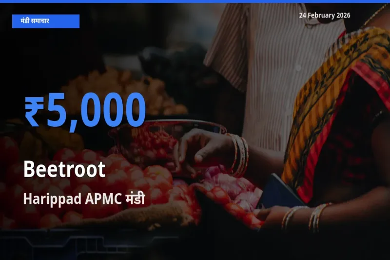 आज Beetroot के सबसे ऊँचे दाम ₹5,000 Harippad APMC मंडी में