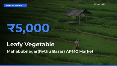 Mahabubnagar(Rythu Bazar) APMC Records Highest ₹5,000 Rate for Leafy Vegetable