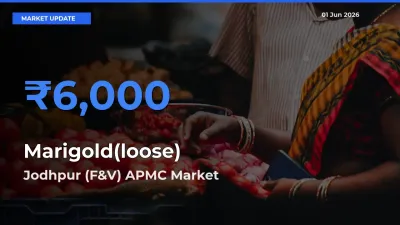 Jodhpur (F&V) APMC Tops Marigold(loose) Rates – June 01 Market Update
