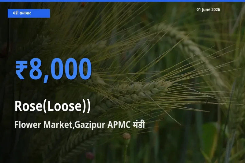 आज का मंडी भाव: गुलाब(ढीला)) के सबसे ज़्यादा दाम Flower Market,Gazipur APMC में