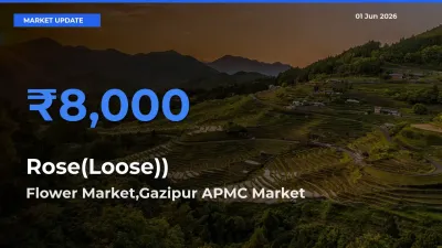 Rose(Loose)) Mandi Rate Today: Flower Market,Gazipur APMC Tops the List