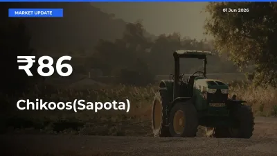 Chikoos(Sapota) Mandi Prices Move in Sync Across Major Markets Today