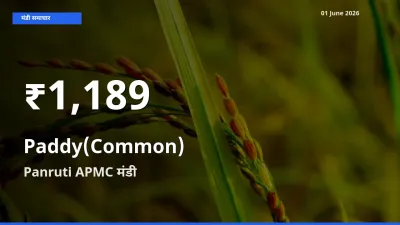 बाज़ार संकेत: धान (सामान्य) के भाव Panruti APMC में 30 दिन के निचले स्तर पर