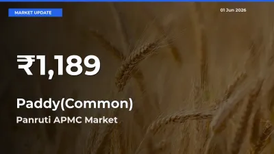 Big Drop! Paddy(Common) Slides to 30-Day Low at Panruti APMC