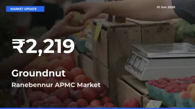 Groundnut Mandi Rate Today: 30-Day Low Recorded in Ranebennur APMC