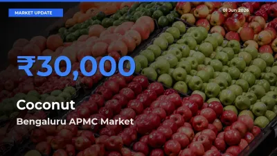 Bengaluru APMC Offers ₹30,000 – Highest Coconut Rate Today