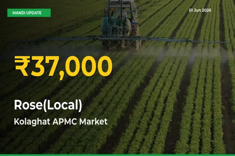 Why Rose(Local) Prices Are Climbing in Kolaghat APMC – Today’s New High Explained
