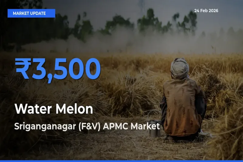 Sriganganagar (F&V) APMC Records Highest ₹3,500 Rate for Water Melon