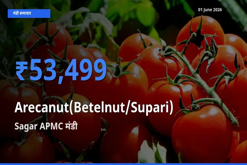 टॉप मंडी बना Sagar APMC! सुपारी के सबसे ऊँचे दाम यहीं दर्ज