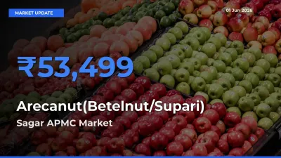 Sagar APMC Tops Arecanut(Betelnut/Supari) Mandi Rates Today