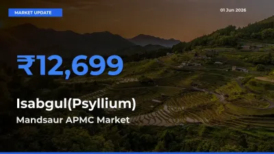 Mandsaur APMC Emerges as Top Mandi for Isabgul(Psyllium) Prices Today