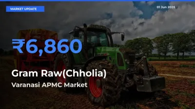 Market Watch: Varanasi APMC Becomes Top Mandi for Gram Raw(Chholia)