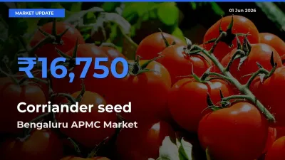 Bengaluru APMC Offers ₹16,750 – Highest Corriander seed Rate Today