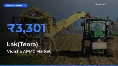 Vidisha APMC Leads as Top Mandi for Lak(Teora) Prices