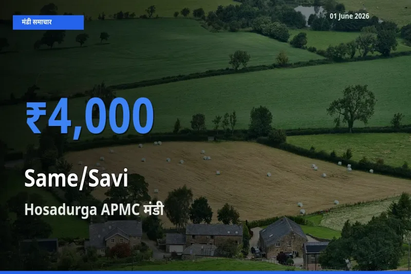 Hosadurga APMC मंडी में आज सामा के सबसे ऊँचे दाम दर्ज