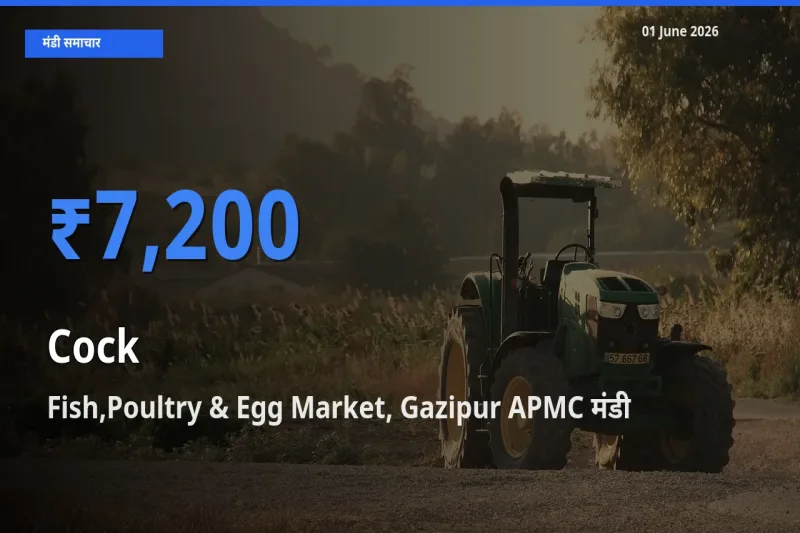 आज मुर्गा के सबसे ऊँचे दाम ₹7,200 Fish,Poultry & Egg Market, Gazipur APMC मंडी में