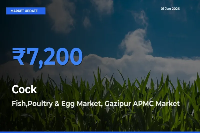 Fish,Poultry & Egg Market, Gazipur APMC Leads as Top Mandi for Cock Prices