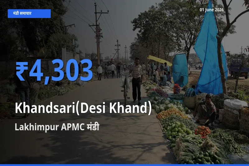 आज का मंडी भाव: देसी खांड के सबसे ज़्यादा दाम Lakhimpur APMC में