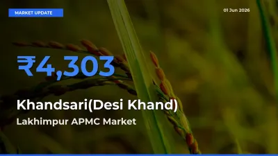 Lakhimpur APMC Offers ₹4,303 – Highest Khandsari(Desi Khand) Rate Today