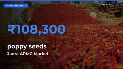 Jaora APMC Tops poppy seeds Mandi Rates Today