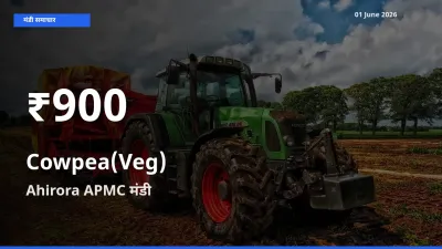 Ahirora APMC में लोबिया फली ₹900 पर गिरा – 30 दिन का न्यूनतम भाव