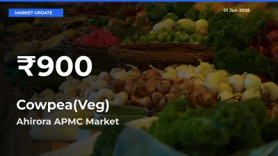 Cowpea(Veg) Falls to ₹900 in Ahirora APMC – 30-Day Lowest Rate