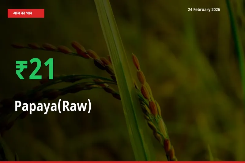 स्थानीय मंडी में Papaya(Raw) के दाम अचानक 20.64% उछले, किसान सतर्क