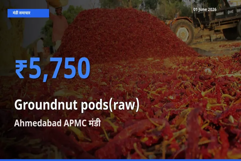 बाज़ार संकेत: Ahmedabad APMC बना कच्ची मूंगफली (फली सहित) के लिए आज की टॉप मंडी