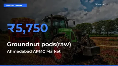 Ahmedabad APMC Leads as Top Mandi for Groundnut pods(raw) Prices