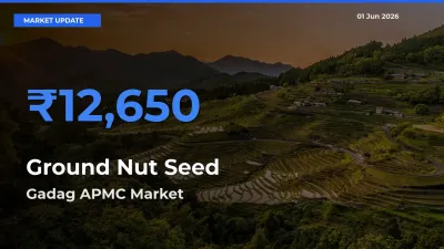 Farmers Prefer Gadag APMC as Ground Nut Seed Hits Highest Rate