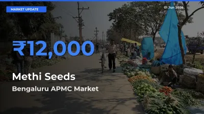 Market Watch: Bengaluru APMC Becomes Top Mandi for Methi Seeds
