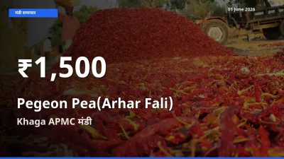 Khaga APMC में अरहर फली ₹1,500 पर गिरा – 30 दिन का न्यूनतम भाव