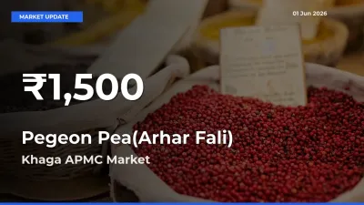 Pegeon Pea(Arhar Fali) Mandi Rate Today: 30-Day Low Recorded in Khaga APMC