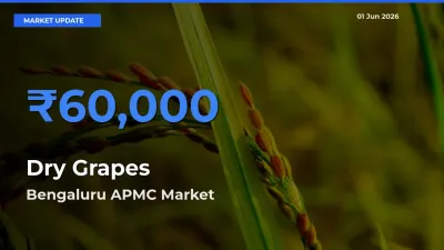 Bengaluru APMC Emerges as Top Mandi for Dry Grapes Prices Today