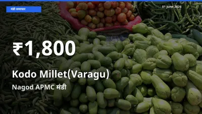 रिकॉर्ड गिरावट नहीं, लेकिन 30 दिन का न्यूनतम! Nagod APMC में कोदो बाजरा के दाम फिसले