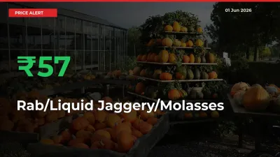 Sharp Jump! Rab/Liquid Jaggery/Molasses Prices Climb 57.1% in 24 Hours at Key Mandis