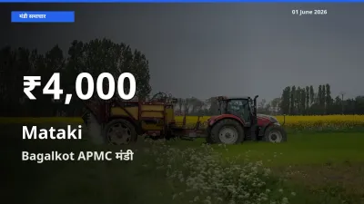 Bagalkot APMC में मटकी के दाम 30 दिन के न्यूनतम स्तर पर, आज का मंडी भाव देखें
